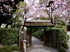 八芳園の河津桜