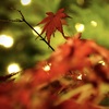 クリスマスカラー
