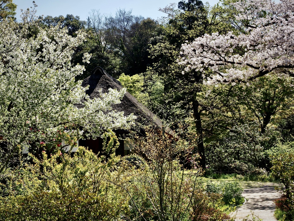 古民家と桜