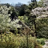 古民家と桜