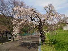 みなかみの枝垂れ桜