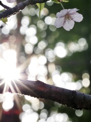 三ツ池公園の桜11