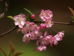 花海棠