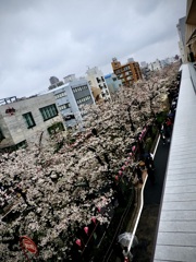 テラス席から見る目黒川の桜