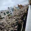 テラス席から見る目黒川の桜