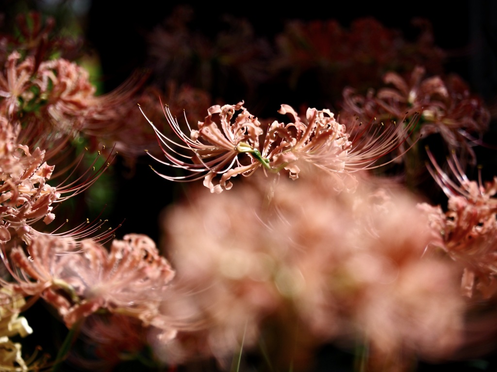 ピンクの彼岸花2