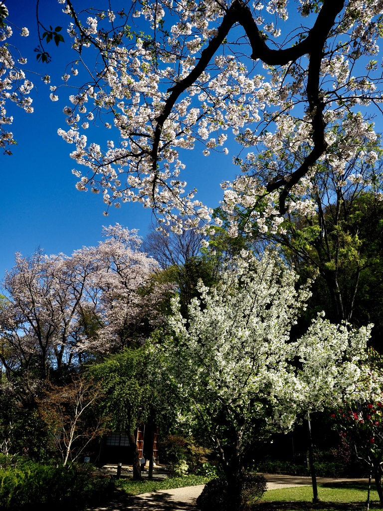 大島桜と染井吉野の競演