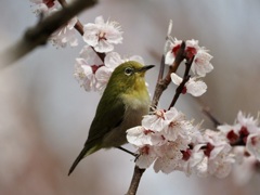 アンズとメジロ2