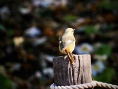 おジョウさんの後ろ姿
