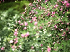 西方寺・萩の花