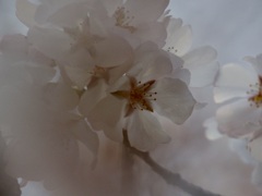 夢桜3