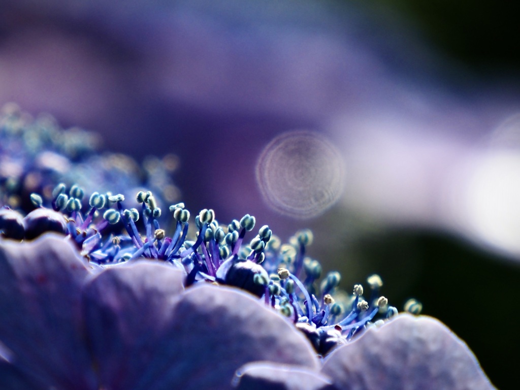 浄慶寺の紫陽花2