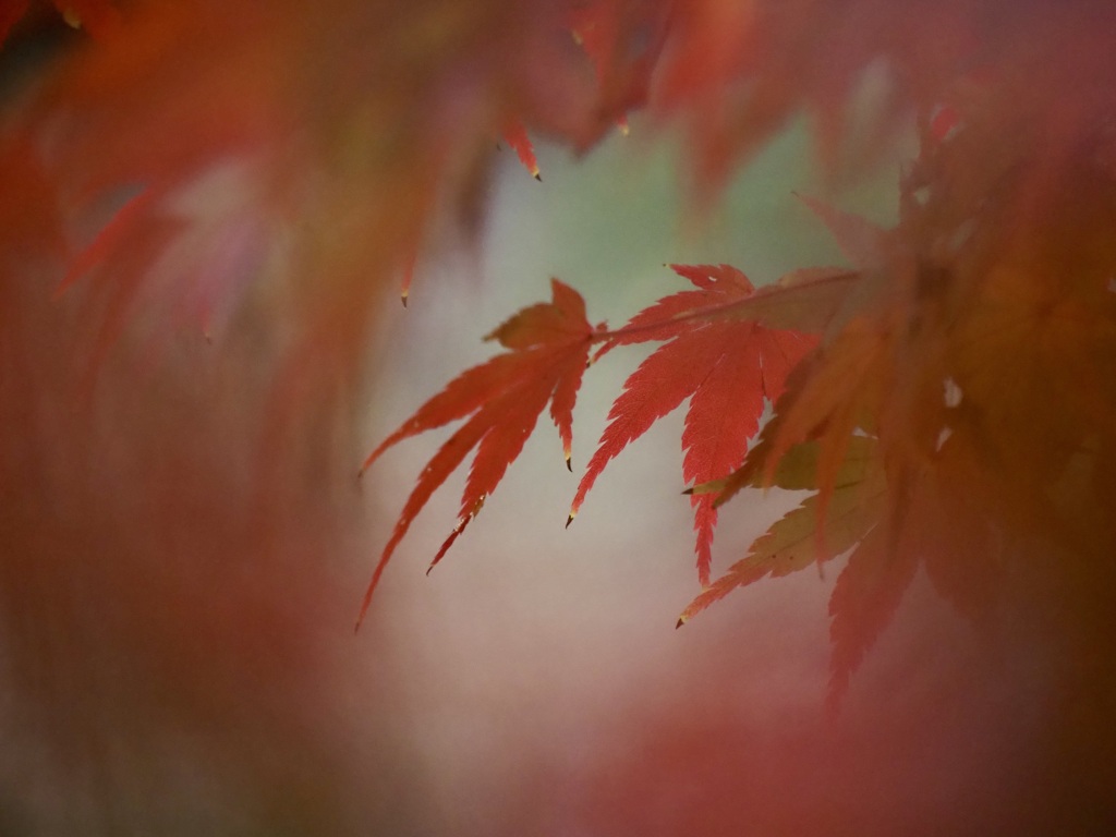 栗林公園の紅葉4