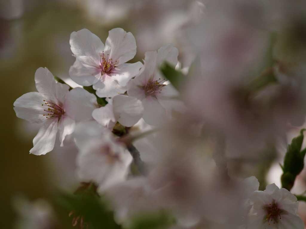 桜の季節