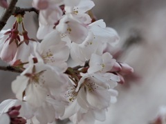 夢桜