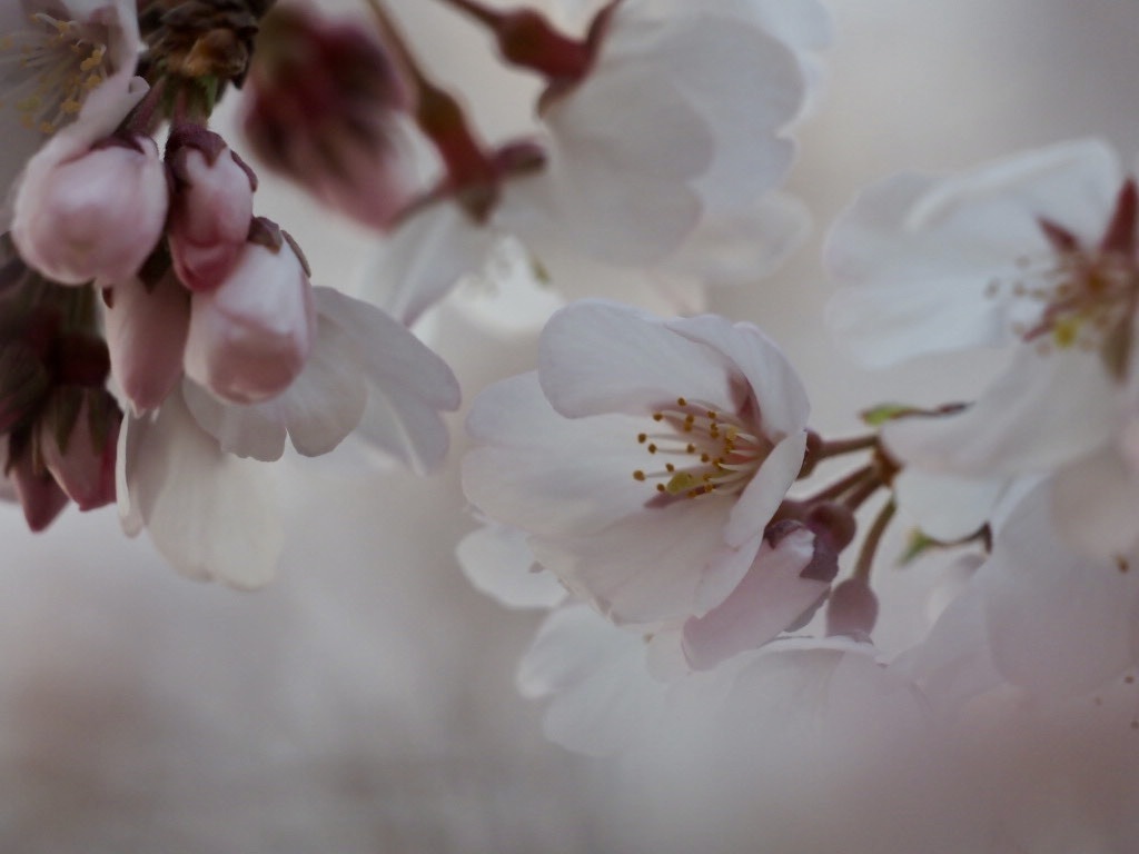 夢桜4