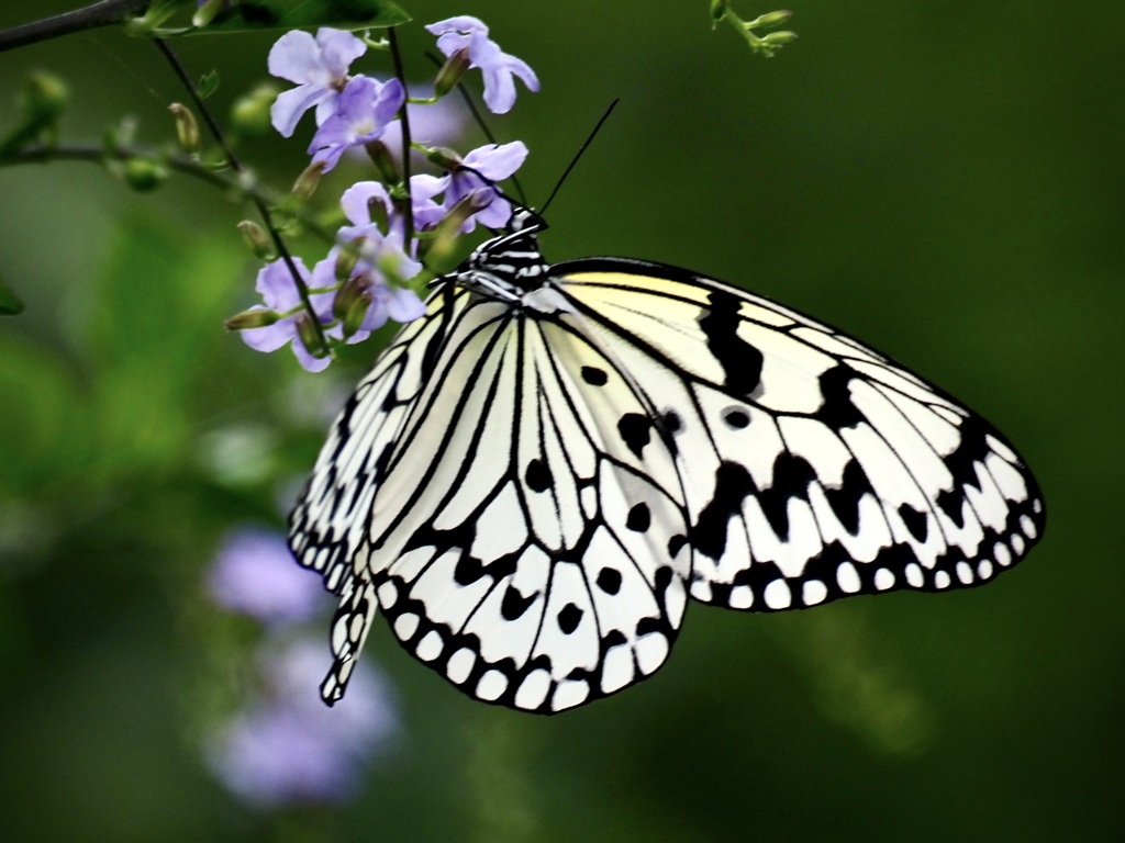 小浜島で出会った蝶・オオゴマダラ
