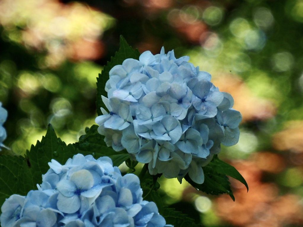 紫陽花にカラフルな雨が降る