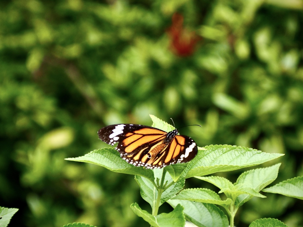 小浜島で出会った蝶・スジグロカバマダラ