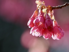 三ツ池公園の桜3