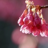 三ツ池公園の桜3