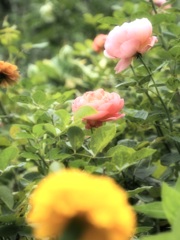 ボスコベル