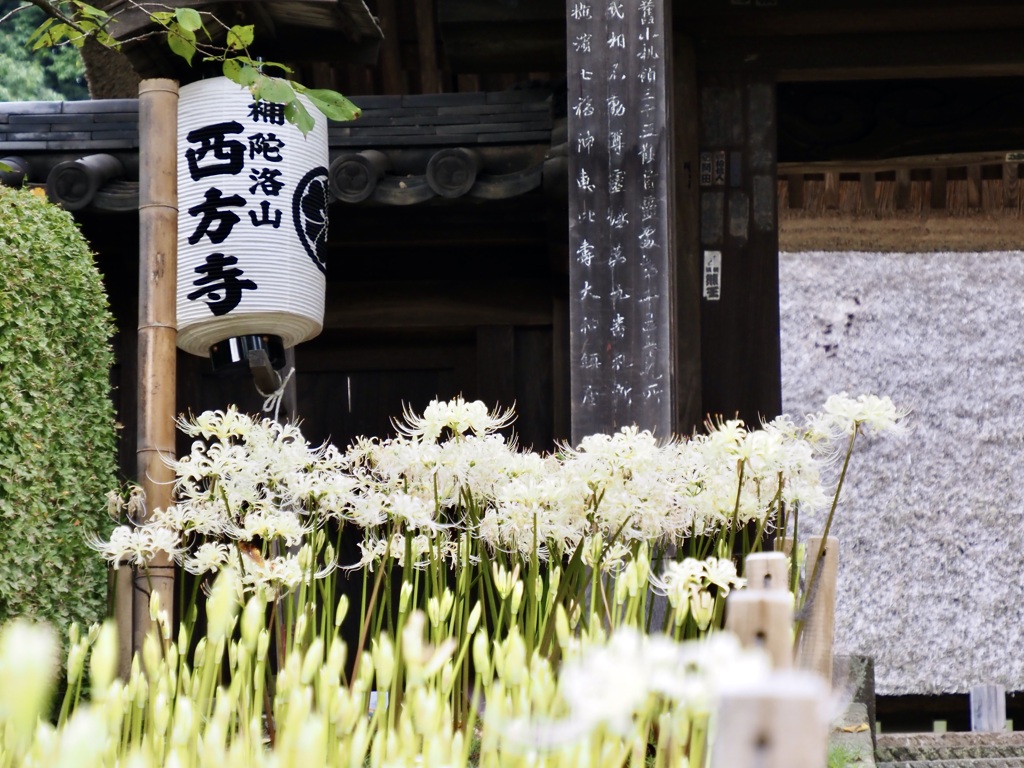 白い彼岸花