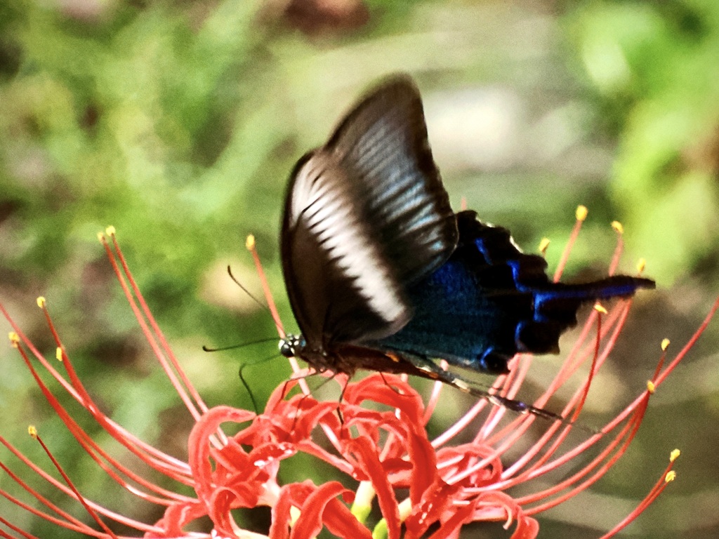 彼岸花とカラスアゲハ