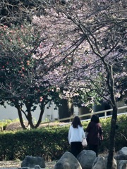 三ツ池公園の桜14