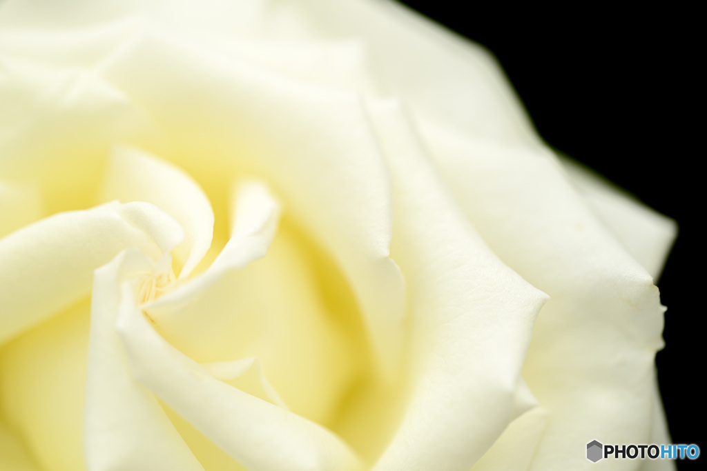 白薔薇