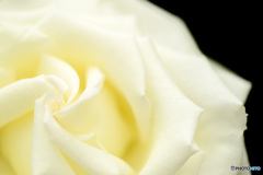 白薔薇