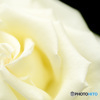白薔薇