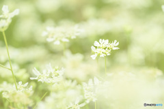 Where Light Gently Falls.