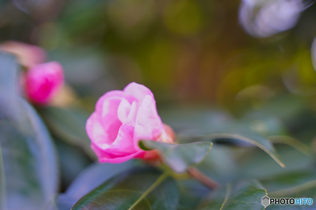 開花