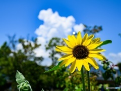 夏空