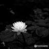静寂閑雅