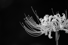 Bloom towards the light