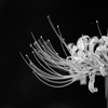 Bloom towards the light