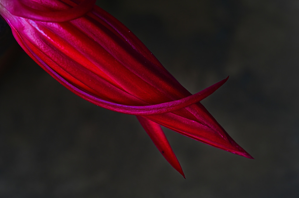 蕾