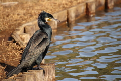 三渓園のカワウ