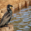 三渓園のカワウ