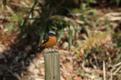 座間谷戸山公園のジョウビタキ2
