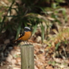 座間谷戸山公園のジョウビタキ2