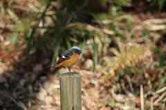 座間谷戸山公園のジョウビタキ
