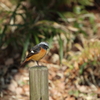 座間谷戸山公園のジョウビタキ