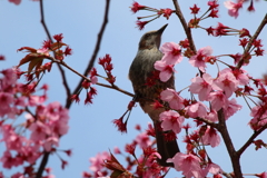 桜とヒヨドリ