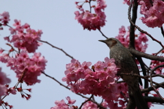 桜とヒヨドリ2