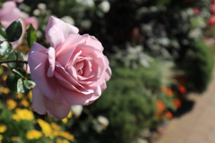 山下公園の花4