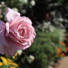 山下公園の花4