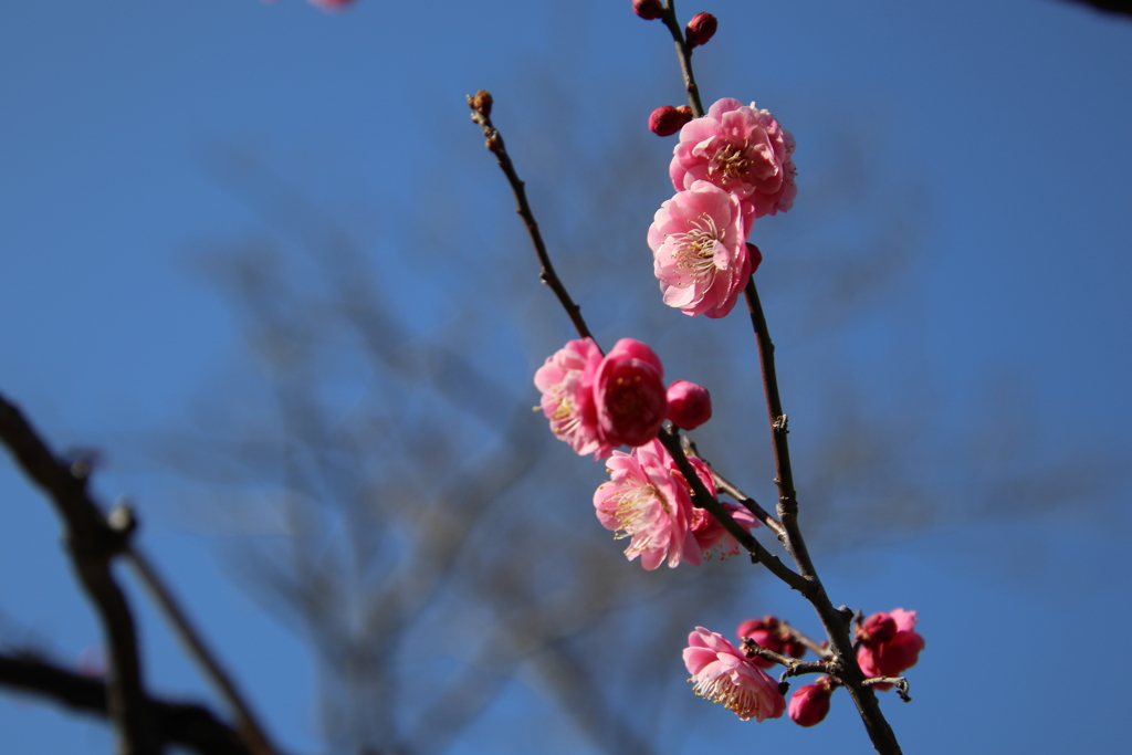 根岸森林公園の梅3